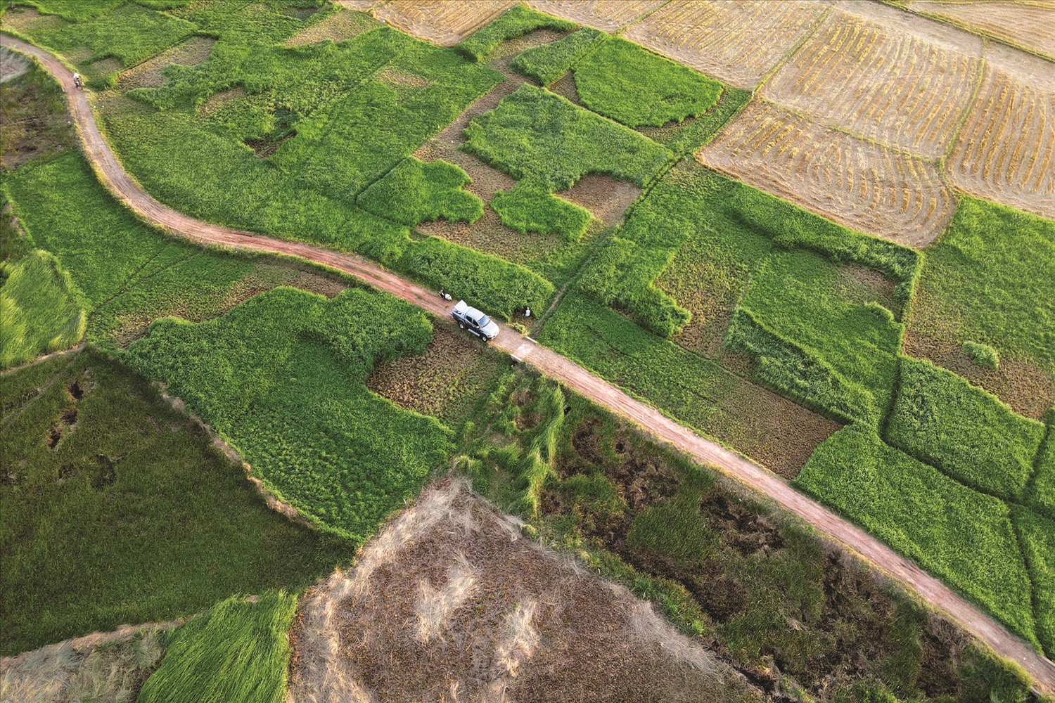  Trên cánh đồng rộng lớn ở làng Phú Tân, người dân chọn trồng cói để cung cấp nguyên liệu cho nghề dệt chiếu truyền thống