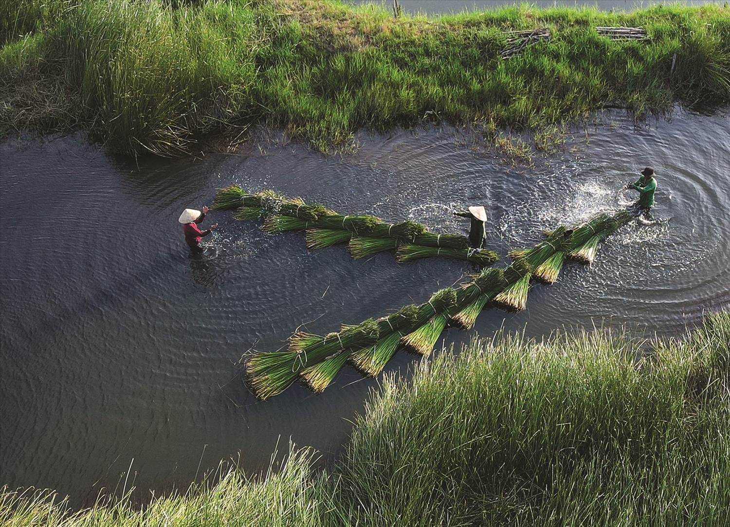 Những bó cói được vận chuyển về nhà