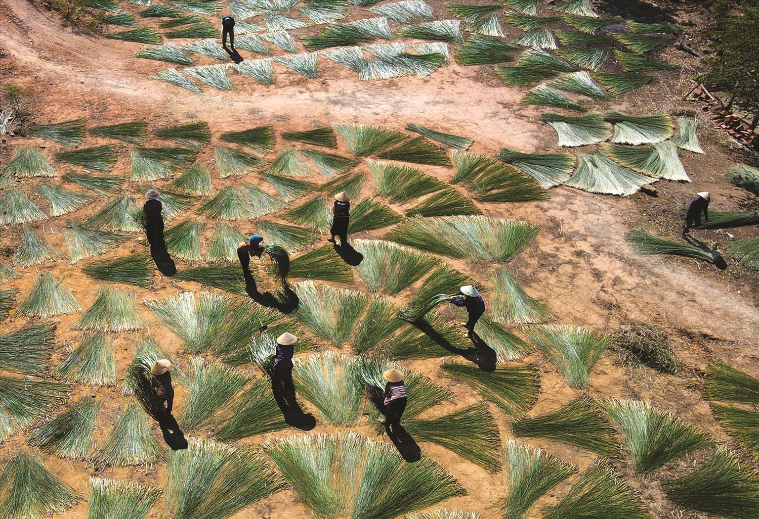 Người dân tận dụng ánh nắng buổi trưa để phơi cói