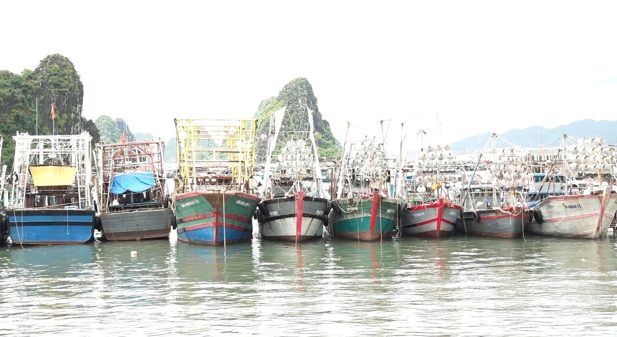 Các tàu thuyền đã được thông báo, dự kiến hoàn tất việc neo đậu trong ngày 4/10. Ảnh: Mỹ Dung
