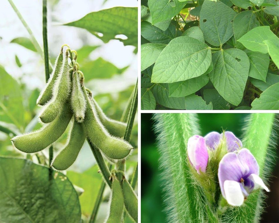 Đậu tương còn gọi là đậu nành là một loại cây lương thực, thực phẩm quan trọng có giá trị kinh tế cao, cung cấp nguồn protein thực vật dồi dào