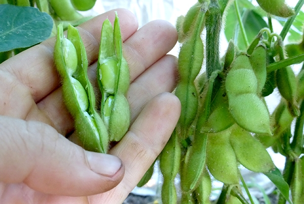 (Tổng hợp) Quy trình kỹ thuật trồng đậu tương hiệu quả 4