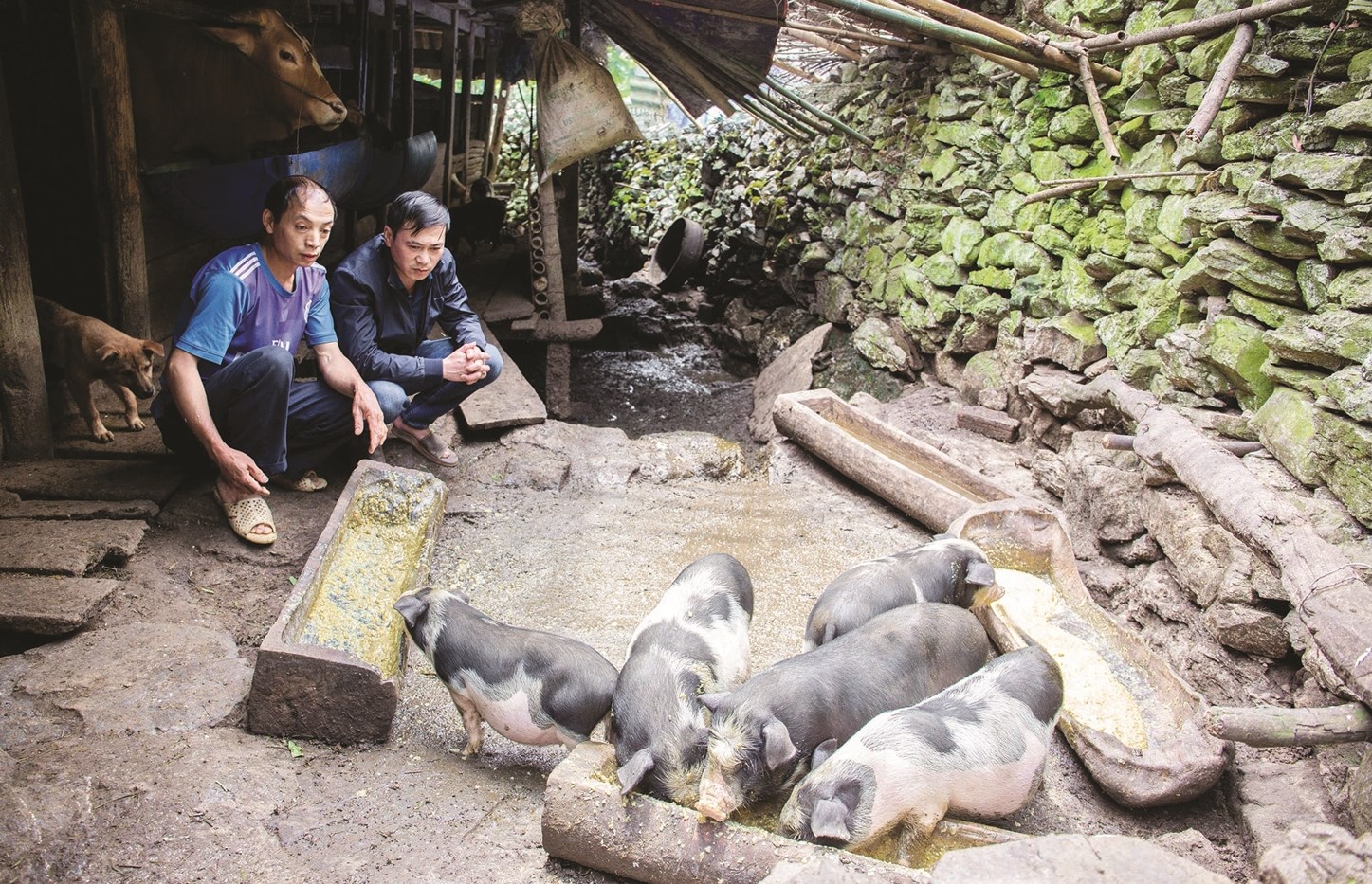 Mô hình chăn nuôi lợn của gia đình anh Vừ Sìa Sính tại xã Khâu Vai, tỉnh Tuyên Quang được hỗ trợ bằng nguồn vốn Chương trình MTQG 1719