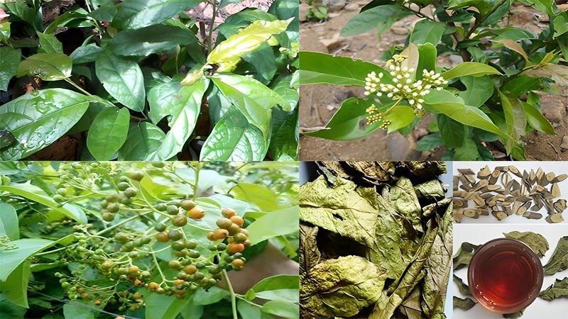 Cây xạ đen có hoạt chất đặc biệt gồm flavonoid, quinon và saponin triterpenoid, có tác dụng hỗ trợ điều trị ung thư.
