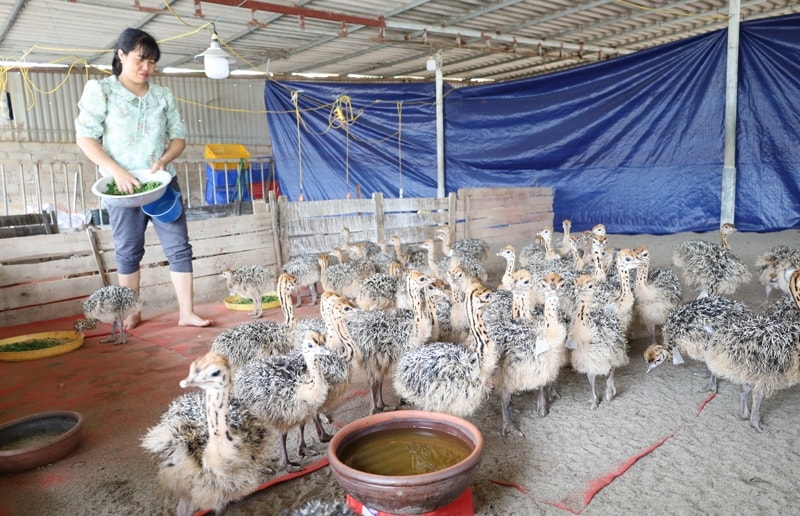 Người dân thôn Hát Giang, xã Tản Lĩnh phát triển kinh tế từ chăn nuôi đà điểu (Ảnh MH).