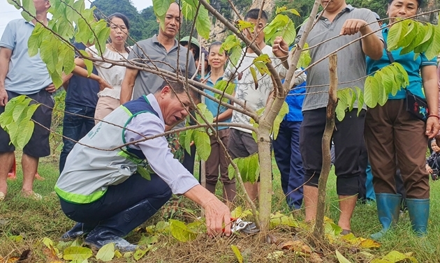 Cán bộ khuyến nông hướng dẫn người dân Cai Kinh (Lạng Sơn) khôi phục cây na sau mưa lũ