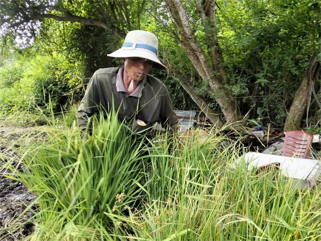 Ông Chau Sóc Hươn bên số cỏ mới cắt được