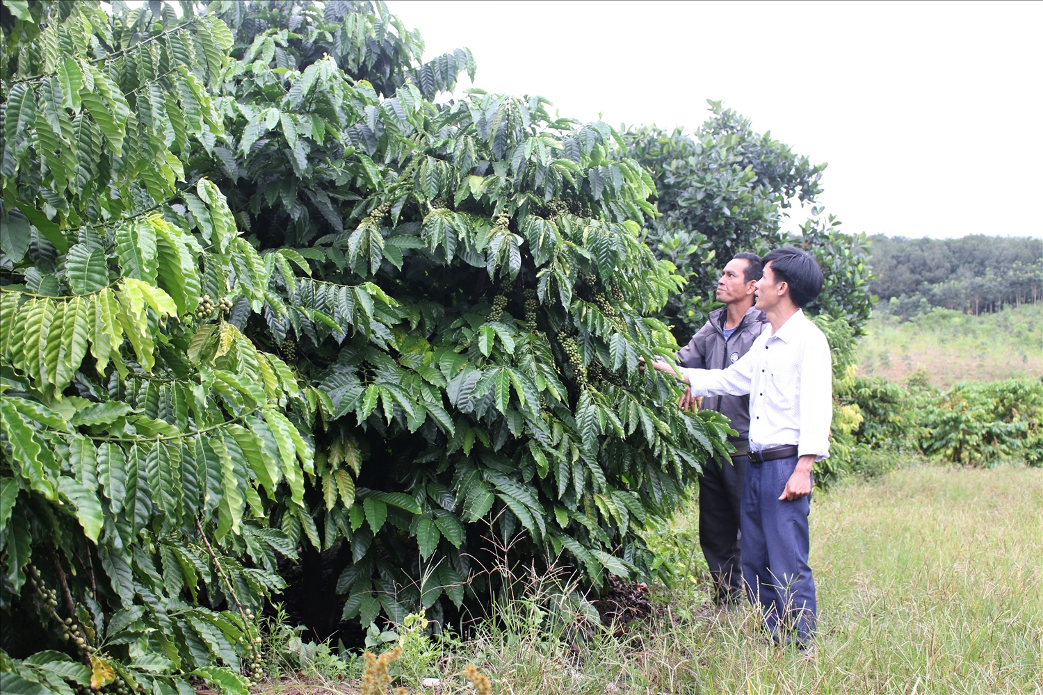 Vườn cà phê của đảng viên A Blơh trở thành điểm học hỏi kinh nghiệm sản xuất của đồng bào DTTS xã Ya Ly. (Ảnh: Ngọc Chí)