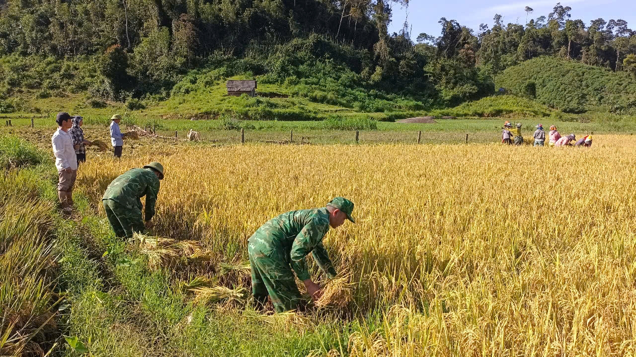 CBCS ĐBP Tri Lễ hỗ trợ người dân thu hoạch lúa