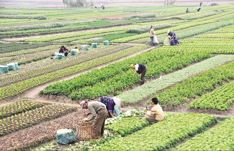 Đặt khoa học – công nghệ vào “trung tâm” để phát triển ngành nông nghiệp