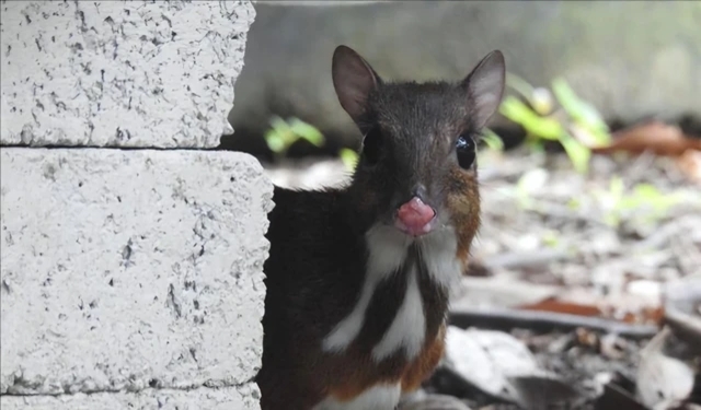 Loài Cheo Cheo xuất hiện tại Vườn Quốc gia Bến En