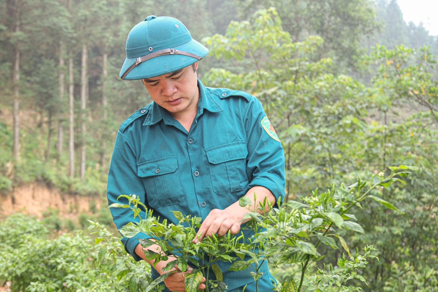 Anh Hà Văn Ngọc – Giám đốc HTX Dịch vụ Nông nghiệp tổng hợp Thanh Niên, xã Yên Minh chăm sóc vườn ớt gió