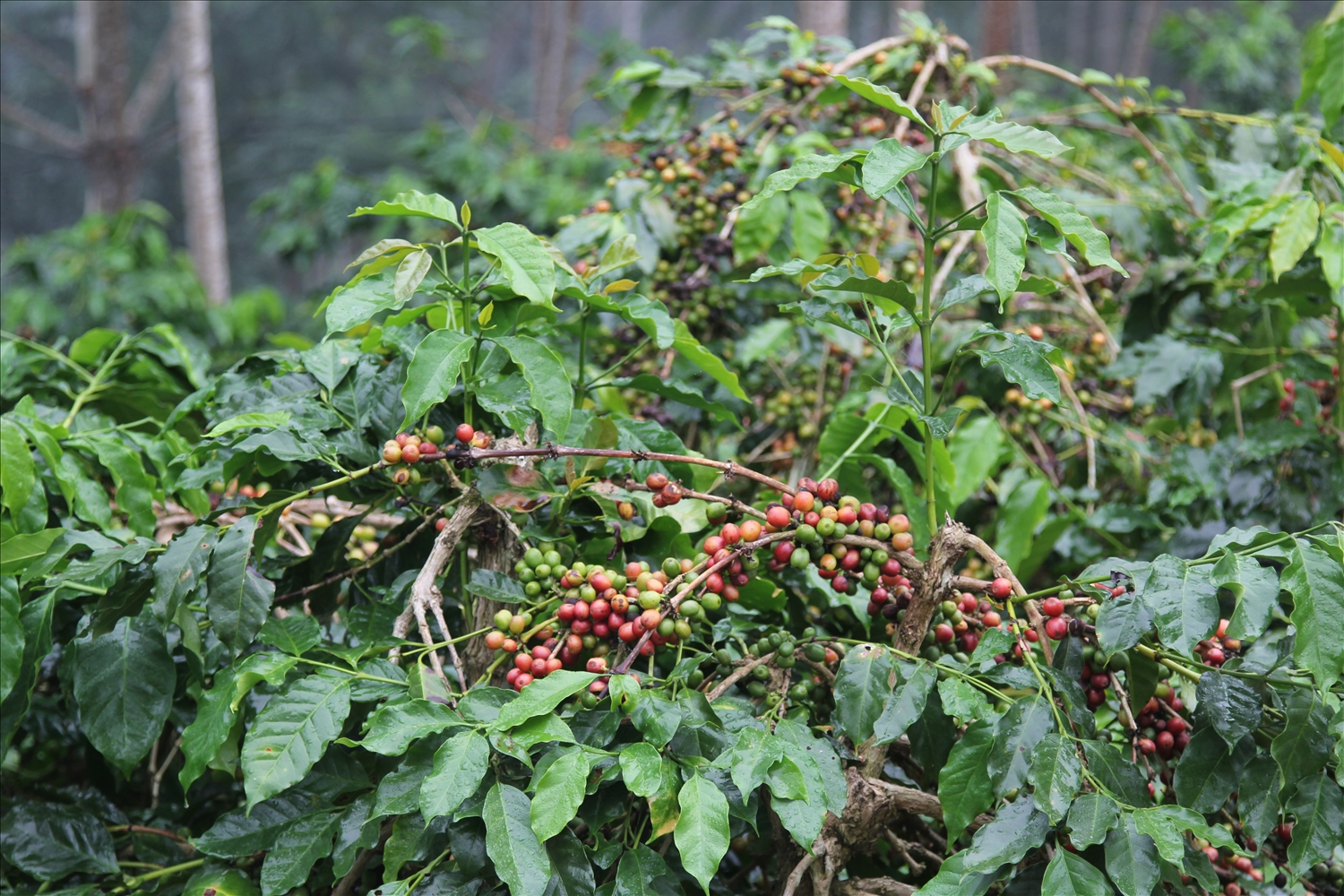 Thực hiện Nghị quyết Đại hội Đảng bộ tỉnh Điện Biên lần thứ XV, nhiệm kỳ 2025–2030, tỉnh đặt mục tiêu phát triển 20.000 ha cà phê