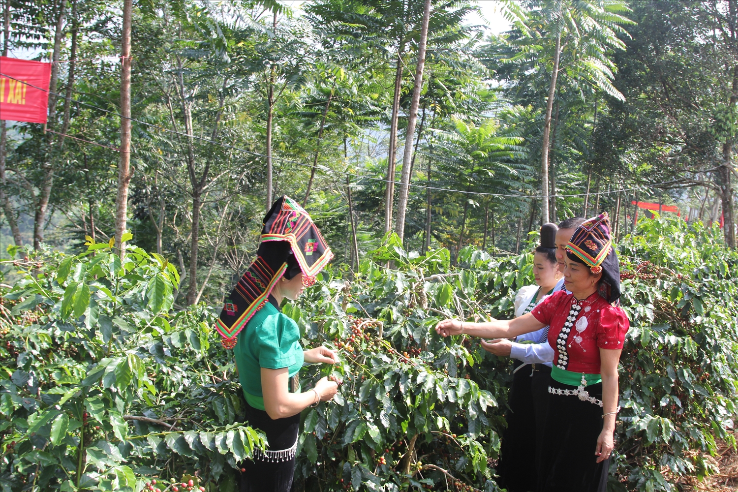 Cây cà phê đã bén rễ, gắn bó với vùng đất Điện Biên hơn 30 năm, trở thành cây trồng chủ lực giúp người dân nơi đây vươn lên thoát nghèo, làm giàu bền vững