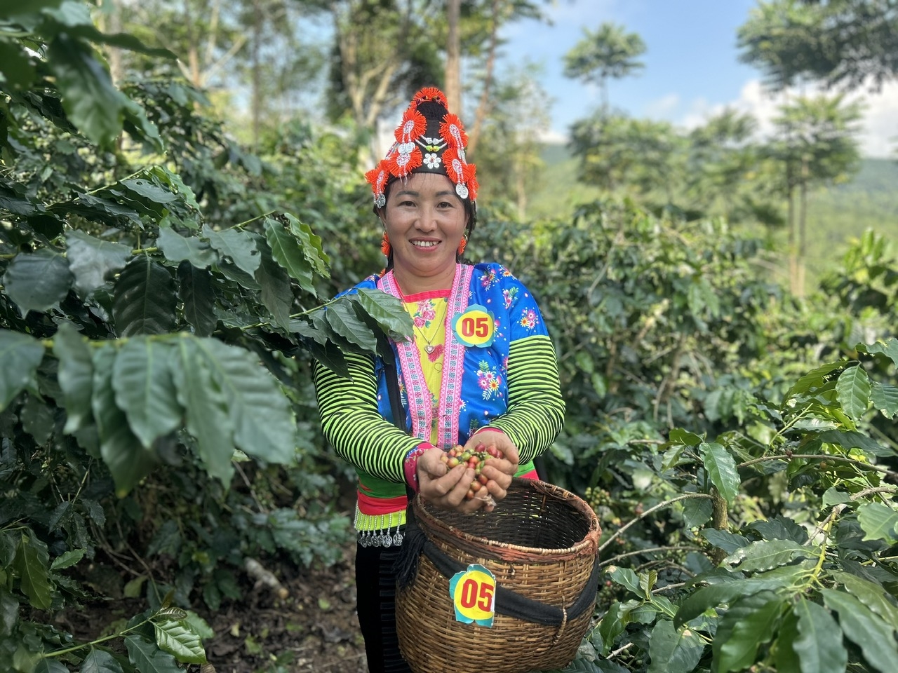 Nhờ độ cao, khí hậu mát mẻ và đất bazan màu mỡ, cà phê Điện Biên có hương vị đặc trưng riêng