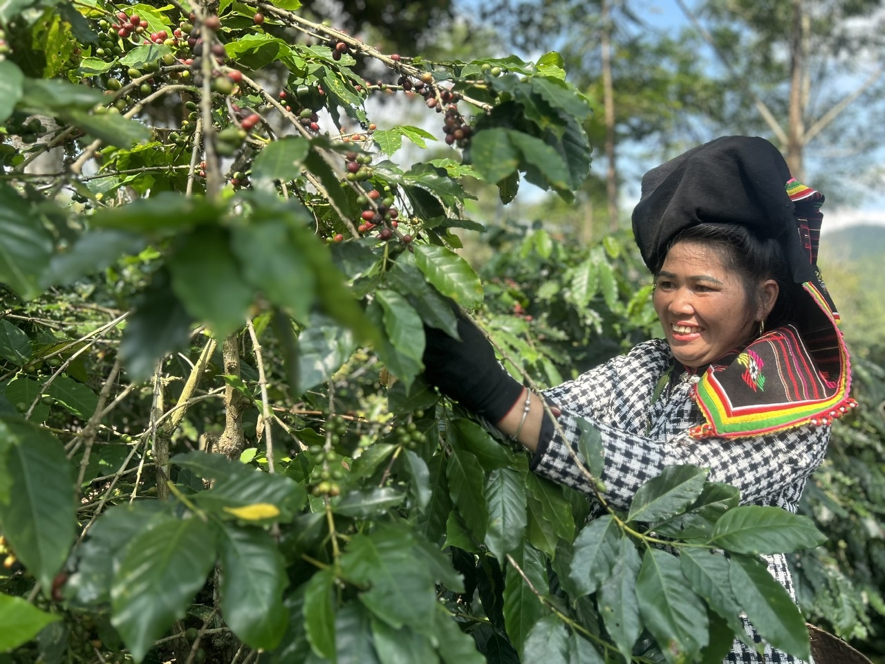 Hiện toàn tỉnh Điện Biên có khoảng 5.000ha cà phê.