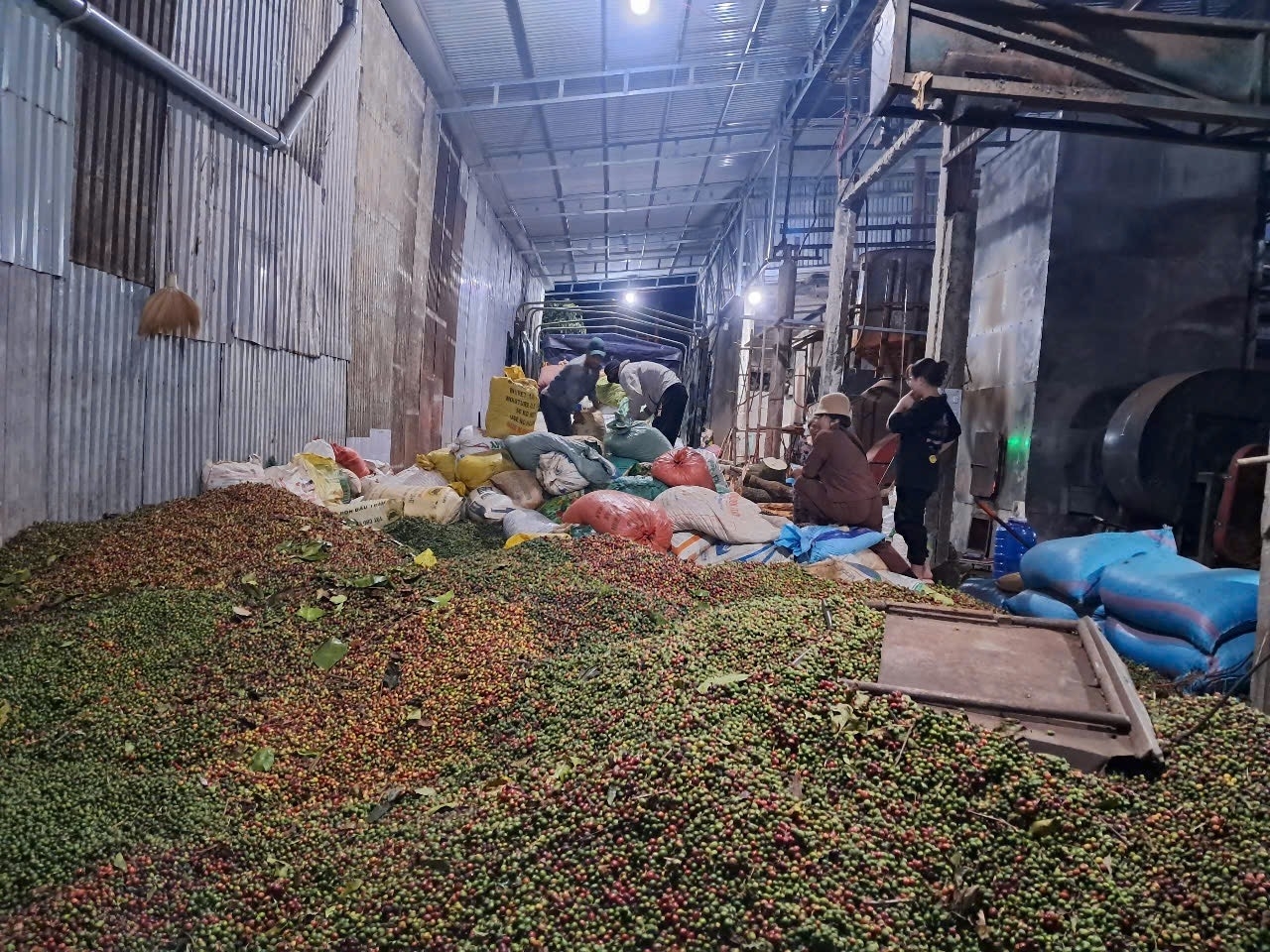 Giá cà phê ở Hướng Phùng trong những ngày gần đây đang được các Hợp tác xã, đơn vị chế biến thu mua với giá giao động từ 24.000 - 27.000 đồng/1kg