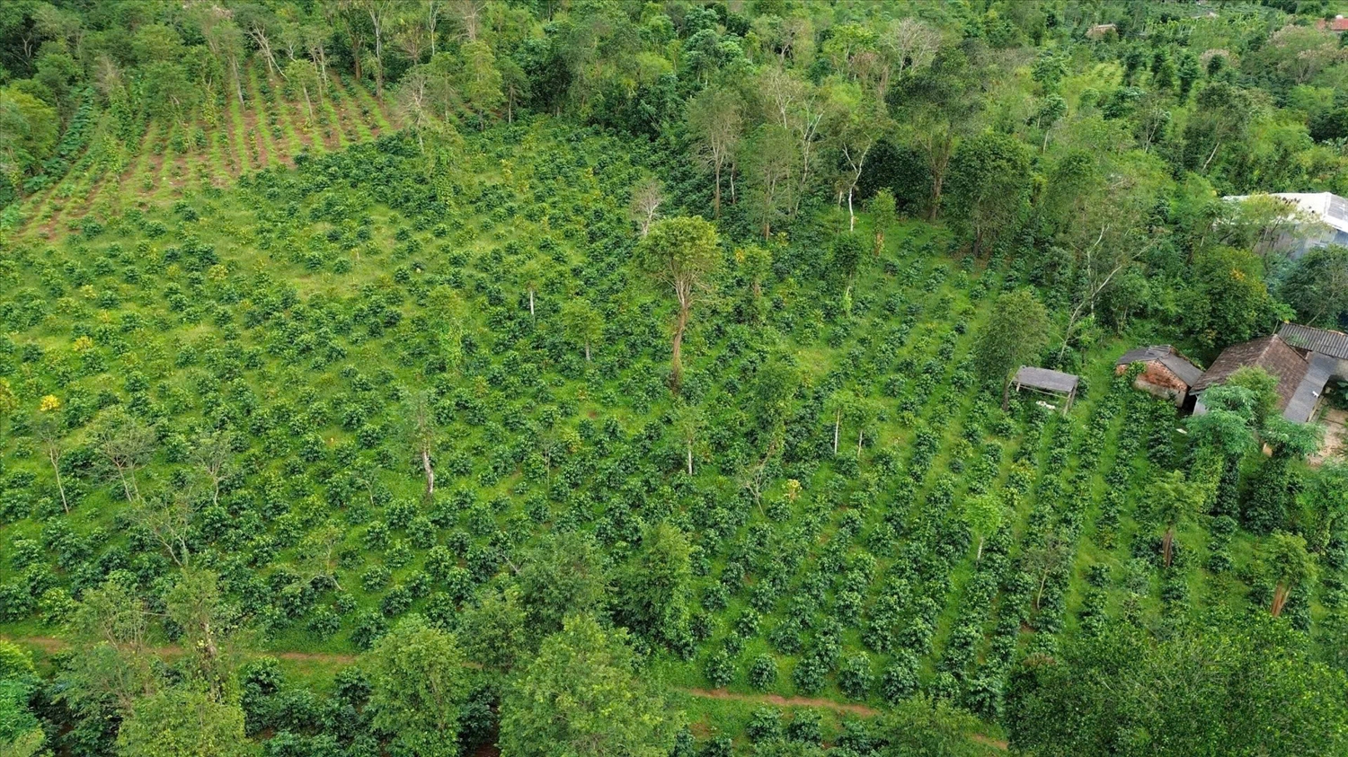 Xã Hướng Phùng hiện có gần 2.100ha cà phê đang cho thu hoạch, chiếm 62% diện tích cà phê toàn tỉnh Quảng Trị 