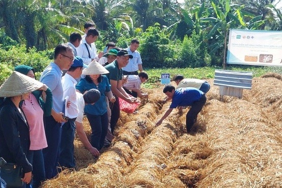 Trồng nấm rơm cho hiệu quả kinh tế cao tại HTX Green Farm, Cần Thơ. (Ảnh: LS)