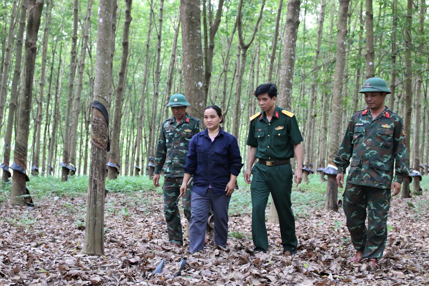Chi nhánh 716, Binh đoàn 15 đã tạo việc làm ổn định cho hàng ngàn lao động là đồng bào DTTS ở xã biên giới Ia Đal, Ia Tơi, tỉnh Quảng Ngãi. (Ảnh: Ngọc Chí)