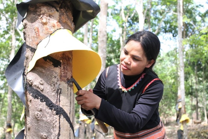 Chị Y Bỹ, làng Le, xã Mô Rai có thu nhập hơn 8 triệu đồng/tháng khi làm công nhân cạo mủ cao su cho Công ty 78, Binh đoàn 15. (Ảnh: Ngọc Chí)