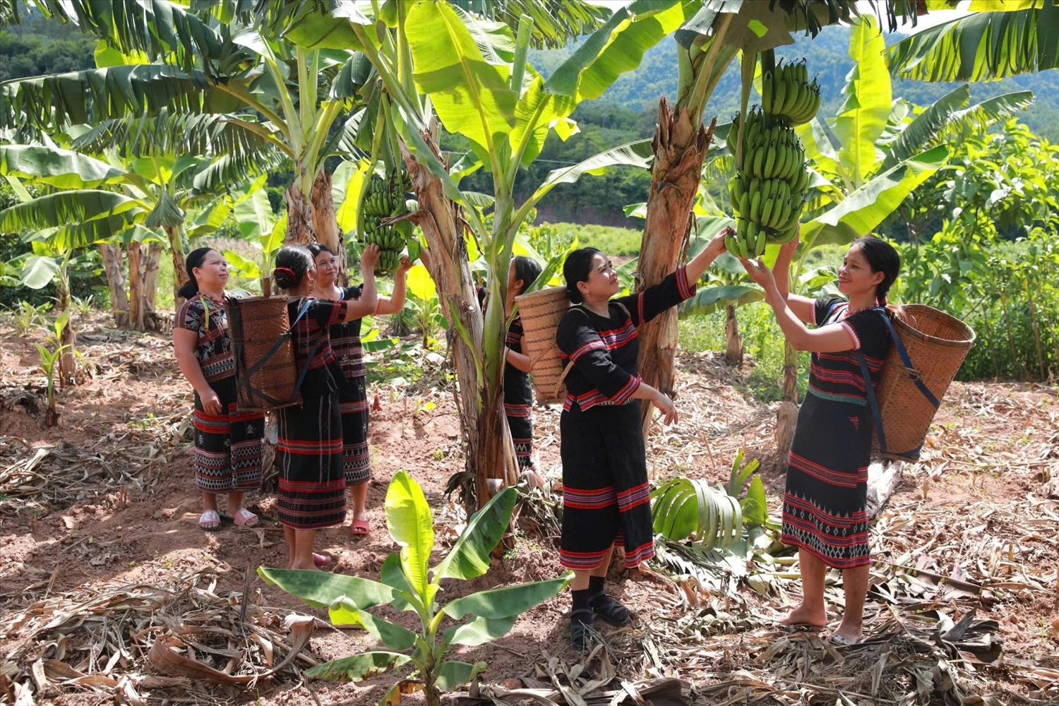 Cây chuối lùn đã trở thành cây xóa nghèo cho đồng bào Pa Cô ở xã Tà Rụt (Ảnh: PL)