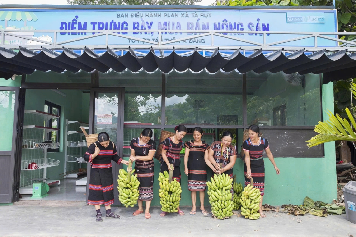 Chuyển đổi mô hình trồng chuối ""tự sản, tự tiêu" sang mô hình trồng chuối hàng hóa quy mô lớn giúp nhiều hộ đồng bào Pa Kô ở Tà Rụt thoát nghèo (Ảnh: P.L)