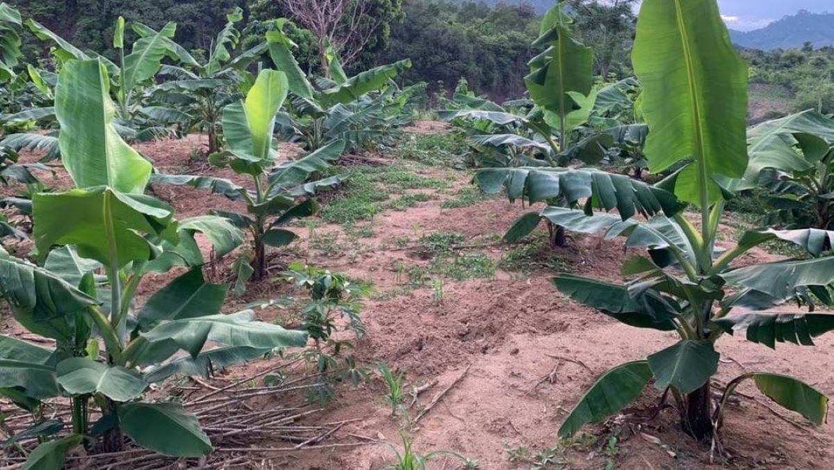 Đã có hàng trăm hộ đồng bào Pa Kô ở xã Tà Rụt trồng chuối lùn bản địa (Ảnh: P.T)