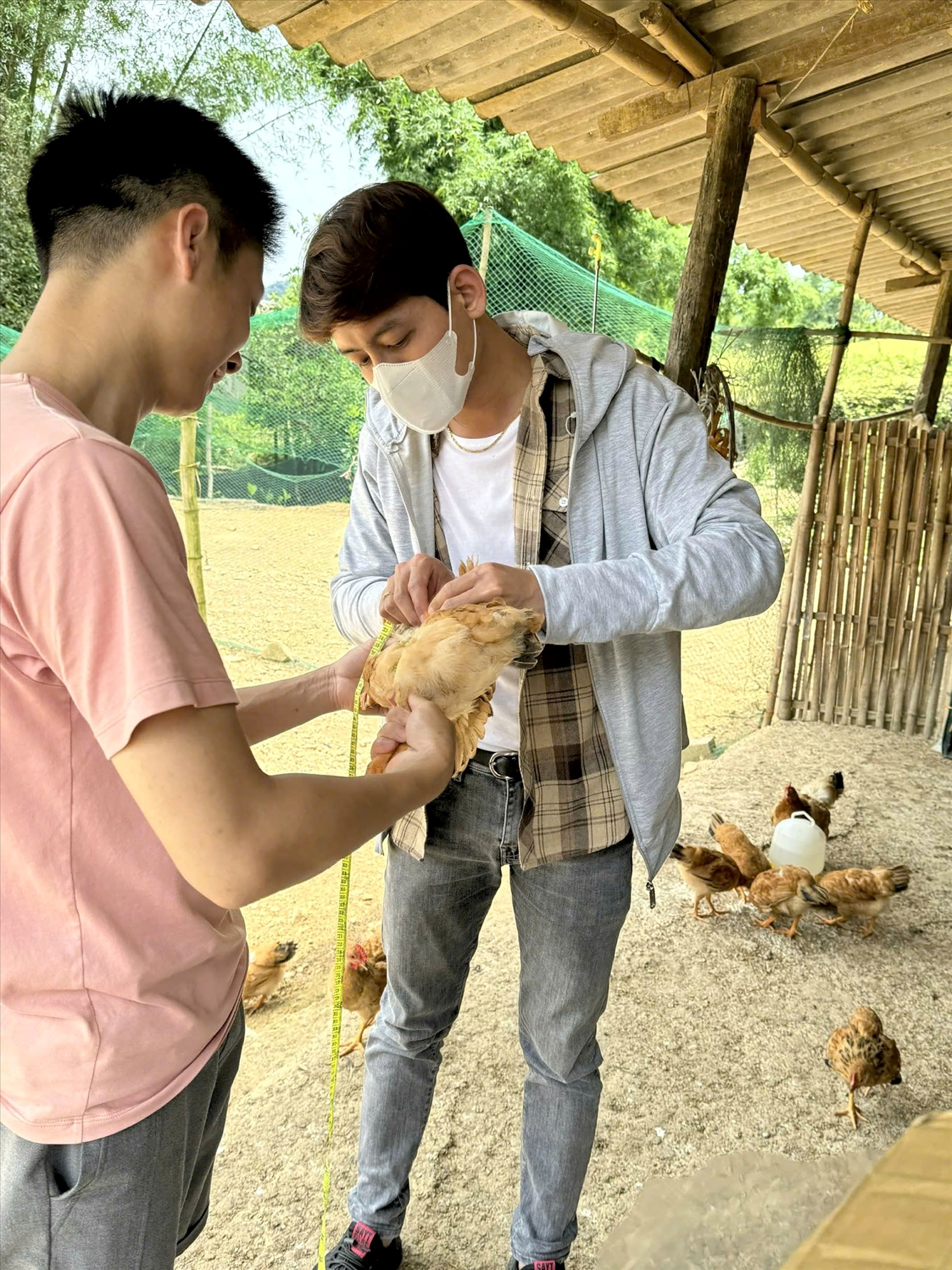 Mô hình chăn nuôi gà Vạn Linh được kiểm soát chặt chẽ từ con giống