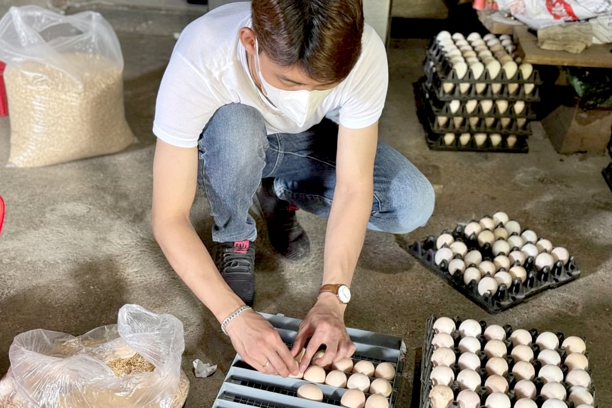 Thạc sĩ Nguyễn Khánh Toàn lựa chọn từng quả trứng giống đưa vào lò ấp 