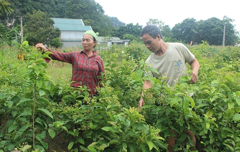 Cây xạ đen trong mô hình xen canh của gia đình ông Dương Kim Thái.
