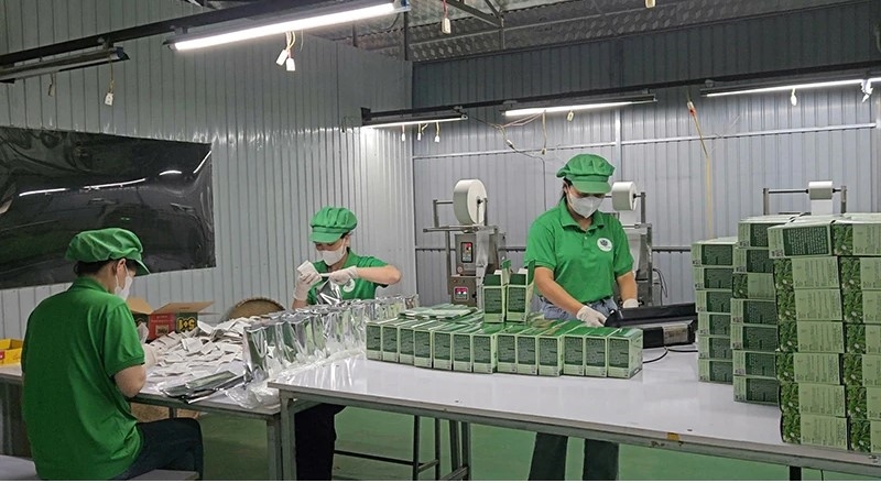 Sản phẩm trà túi lọc xạ đen của HTX Nông dược Sống Hạnh Phúc (xã Cẩm Thạch), đạt chứng nhận OCOP 3 sao cấp tỉnh năm 2024.