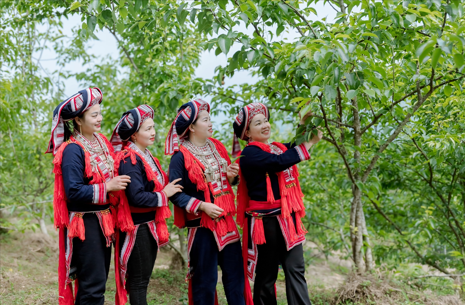 Mô hình phát triển sinh kế tiêu biểu thông qua cây trồng cho giá trị kinh tế cao tại xã Hồ Thầu, tỉnh Tuyên Quang