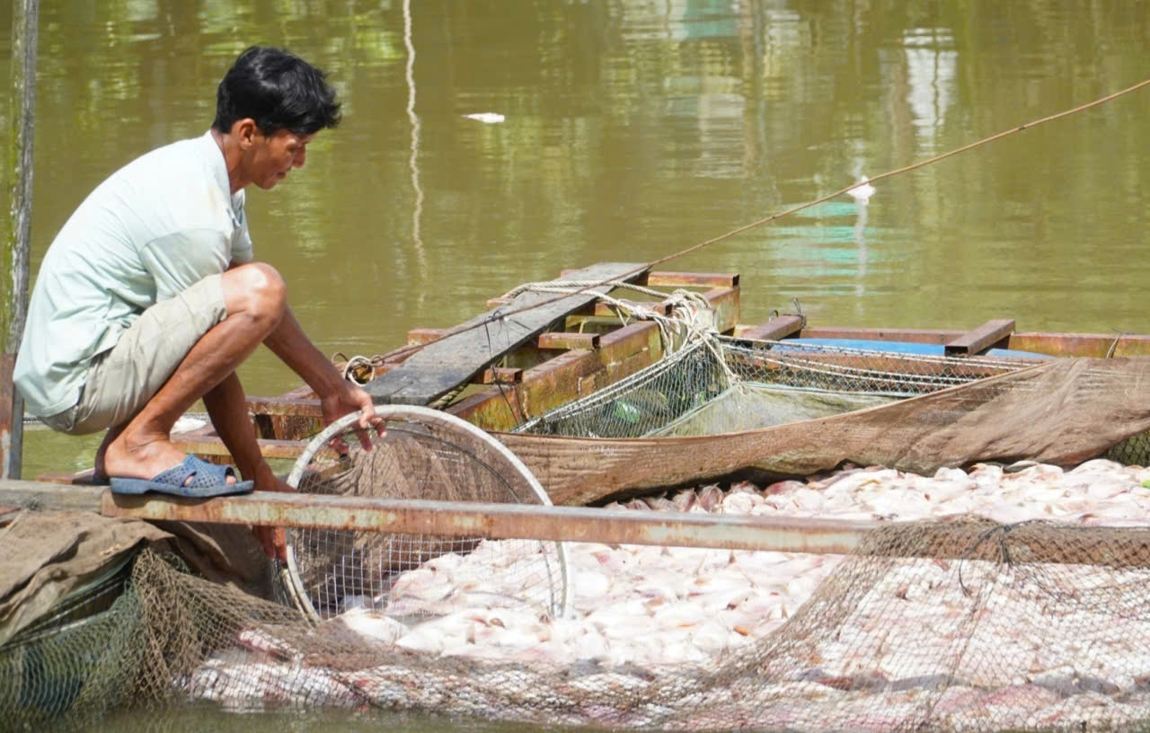 Cá điêu hồng nuôi lồng bè của người dân Cần Thơ, bị chết vào cuối tháng 10. (Ảnh: CK)