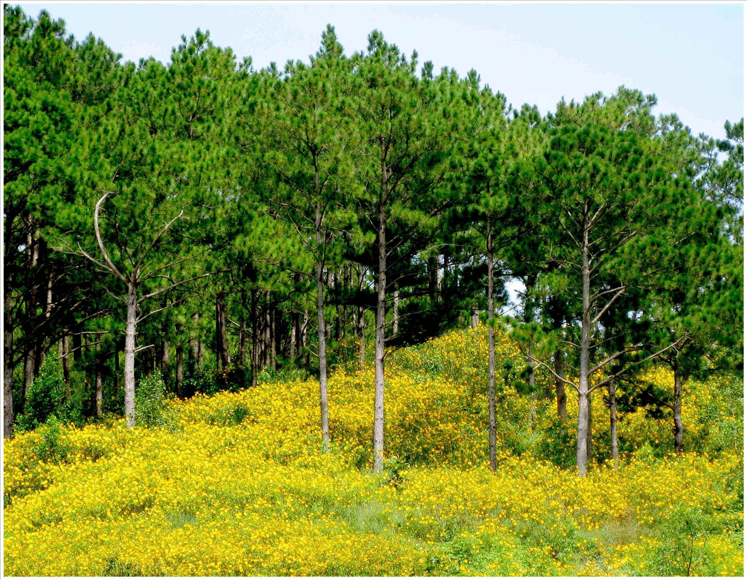 Rừng hoa dã quỳ ở Đà Lạt