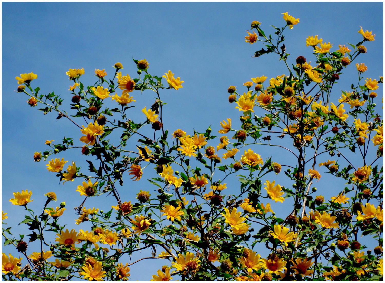 Sắc vàng hoa dã quỳ