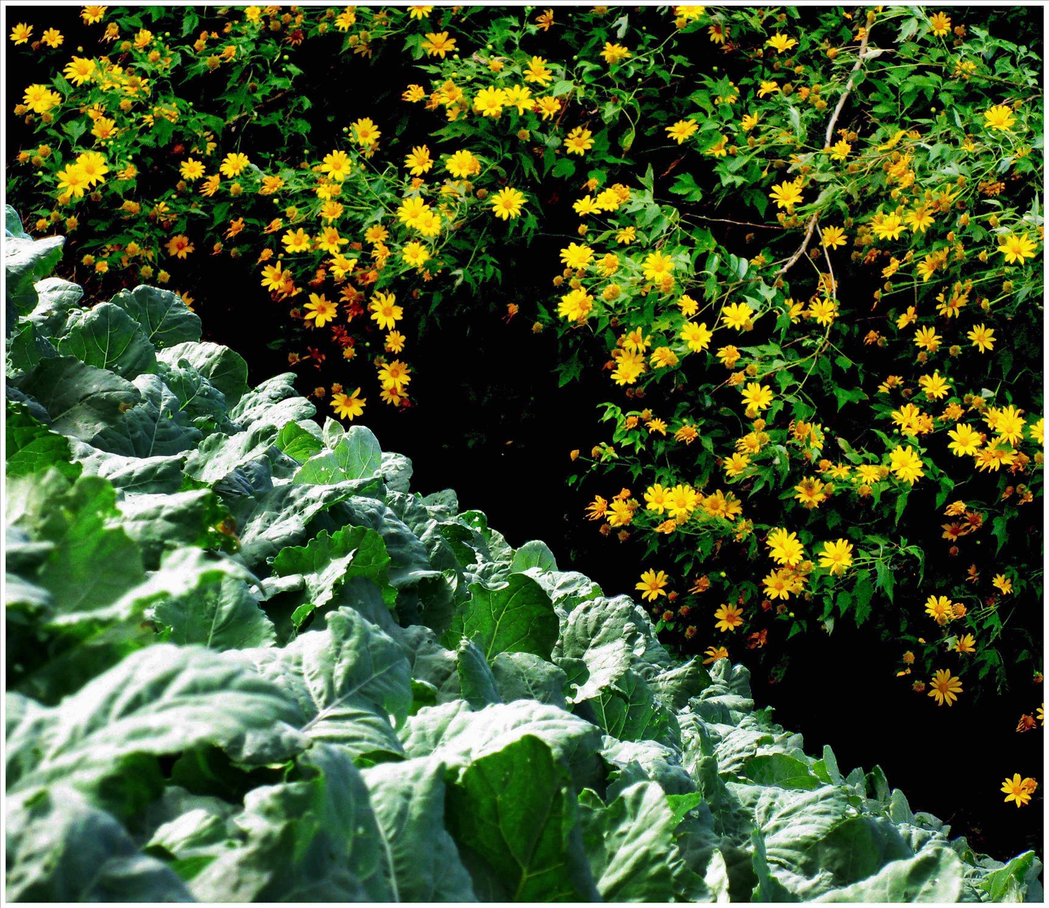 Dã quỳ nở rộ bên cạnh luống rau xanh