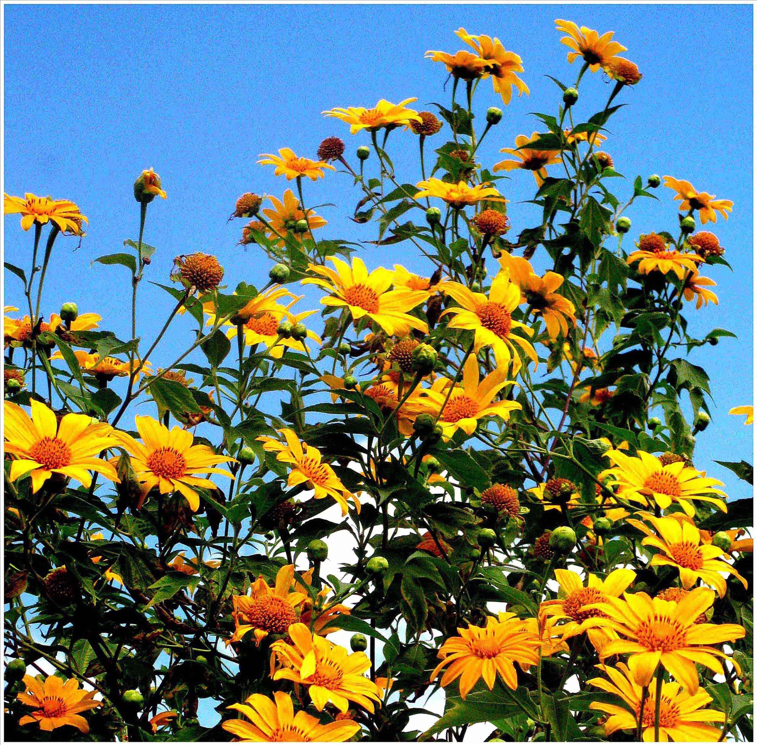 Hoa dã quỳ đua nở