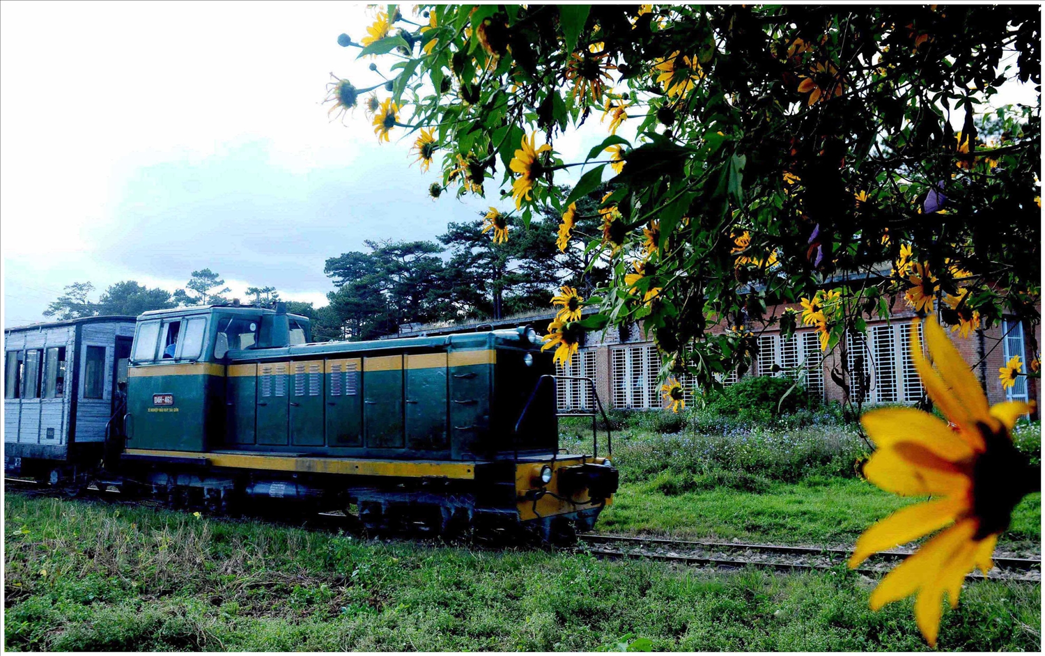 Đến cao nguyên Đà Lạt thời điểm này du khách được trải nghiệm chính vụ mùa hoa dã quỳ