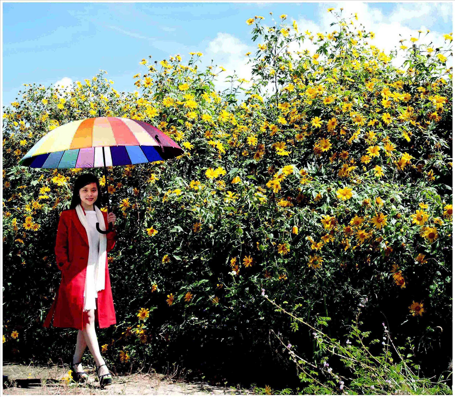 (Bài CTV) Mùa dã quỳ Đà Lạt 3