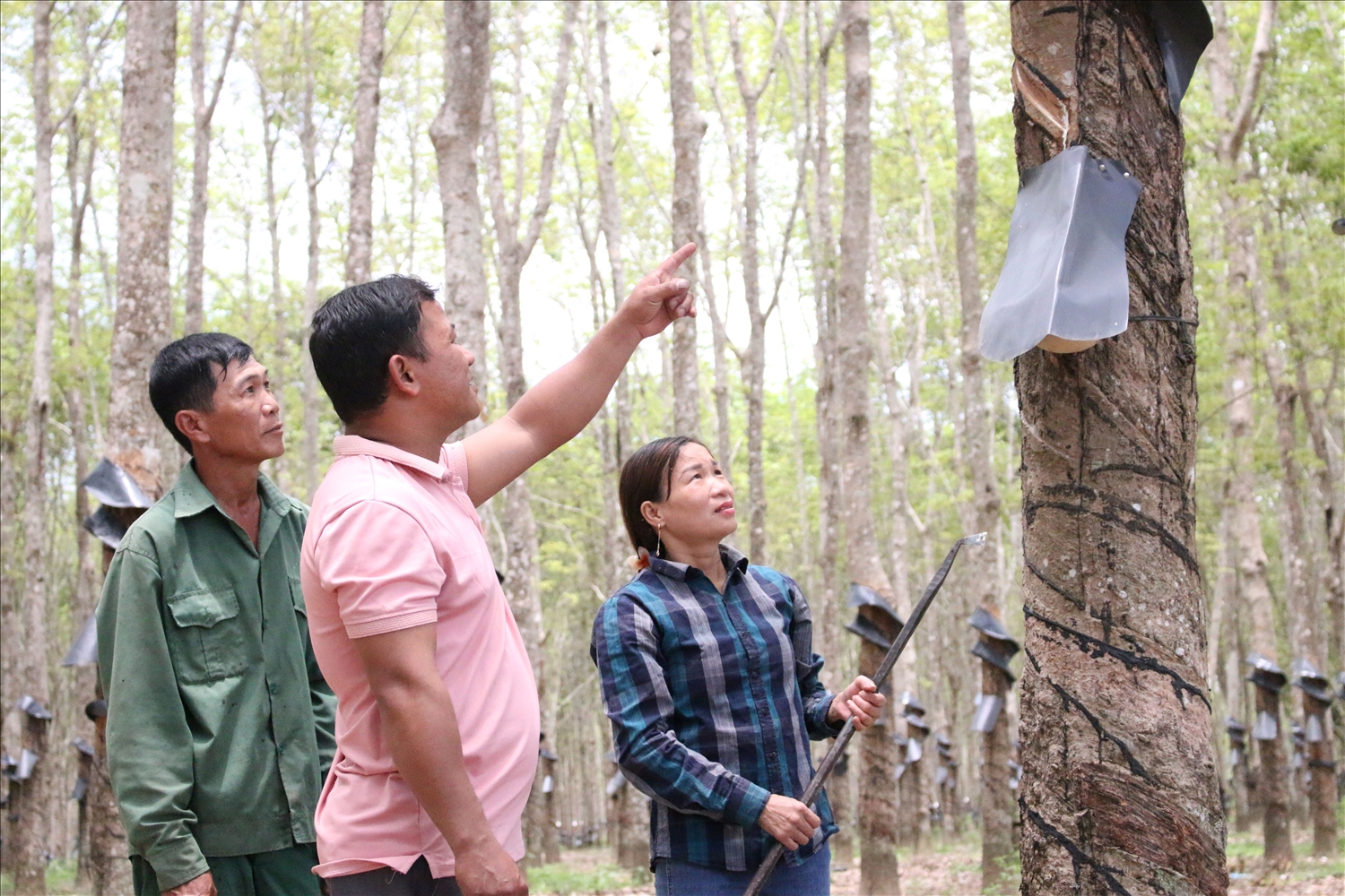 Anh Nguyễn Quốc Huy (áo hồng) hướng dẫn anh Đinh Văn Hùng và vợ cách cạo mủ cao su cho năng suất cao. (Ảnh: Ngọc Chí)