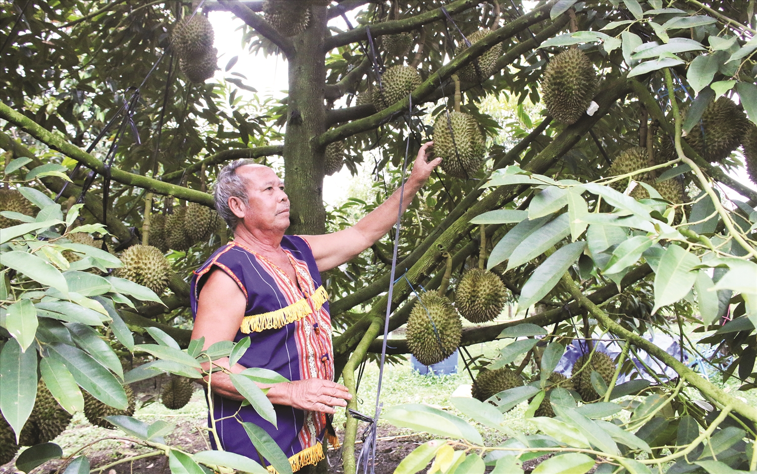 Già A Ghíu là người tiên phong trồng cây sầu riêng ở làng Chứ, xã Ya Ly, tỉnh Quảng Ngãi