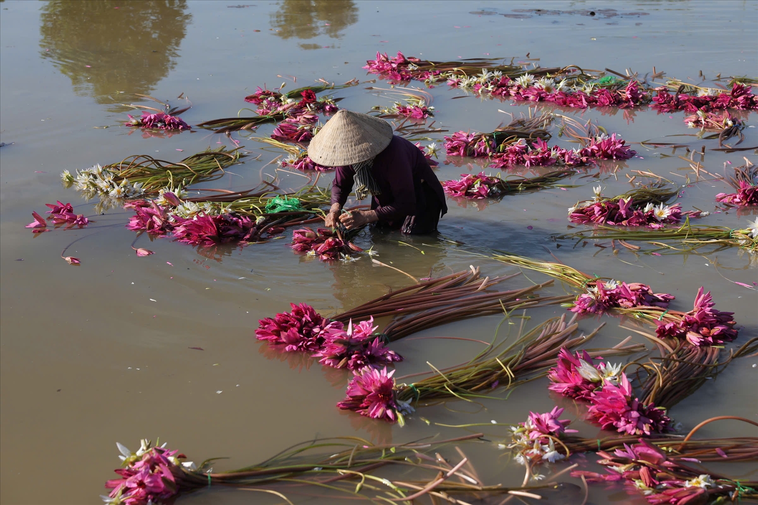 Nông dân tỉnh An Giang thu hoạch bông súng