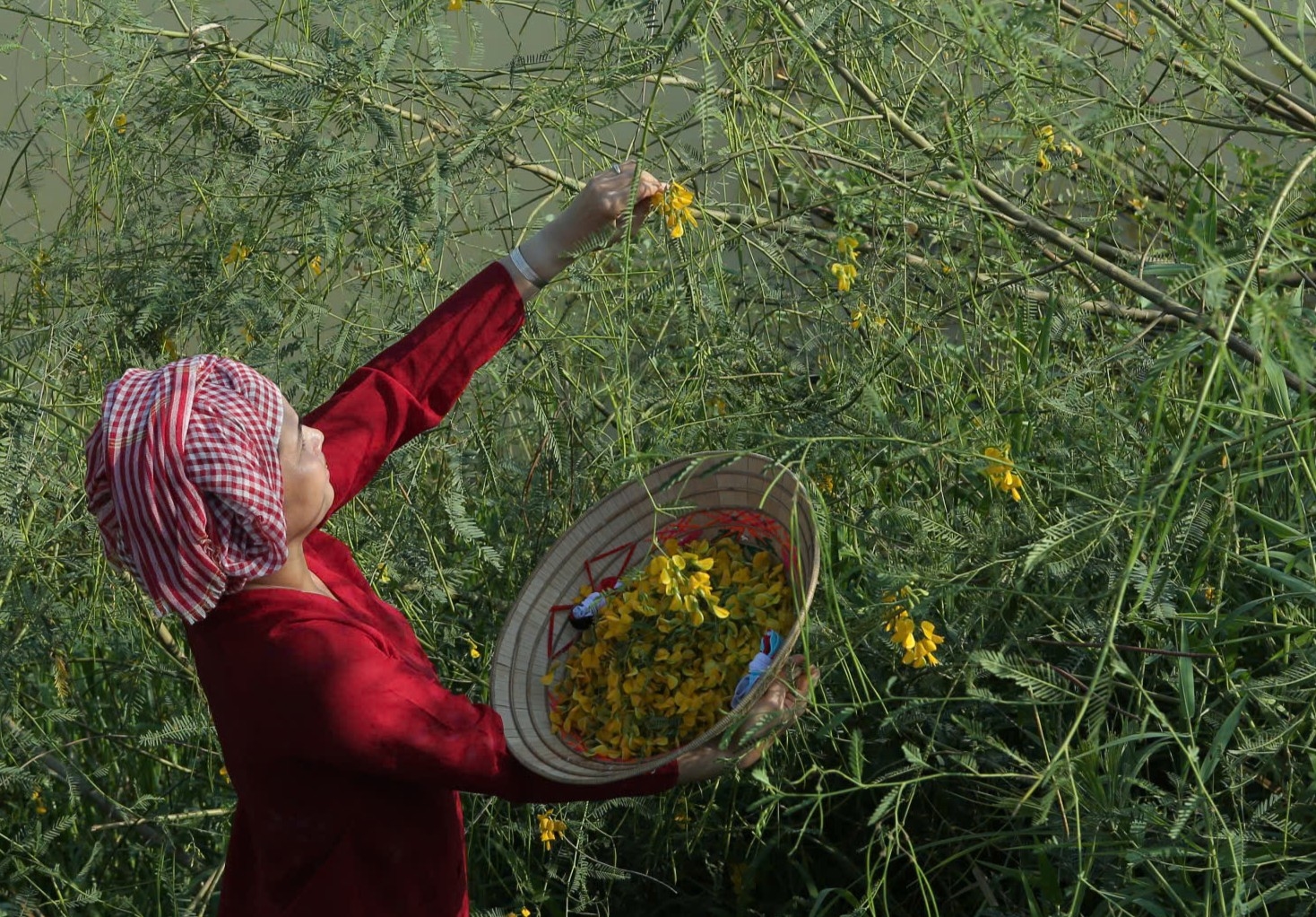 Chị Mai Thị Hương thu hoạch bông điên điển trồng trên mảnh vườn nhỏ sau nhà
