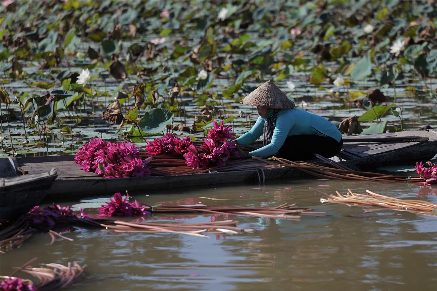 Những ghe bông súng chở theo cả linh hồn mùa nước nổi