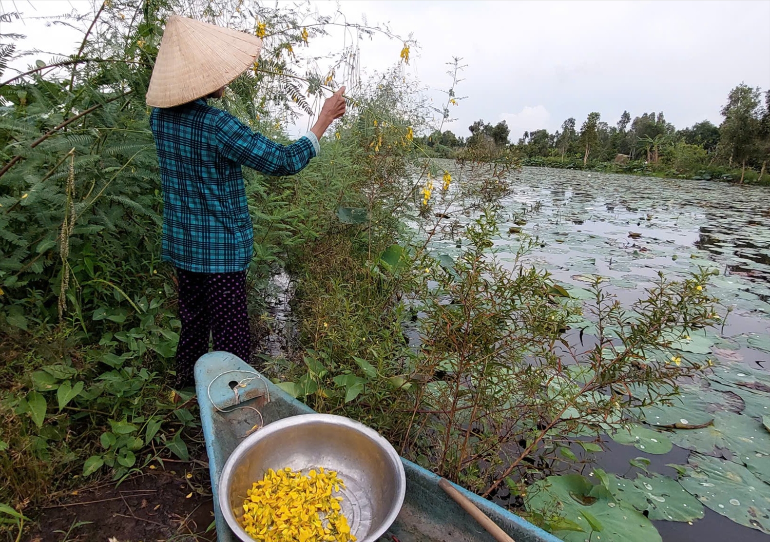Những sắc vàng của bông điên điển là nét đặc trưng của mùa nước nổi miền Tây Nam Bộ