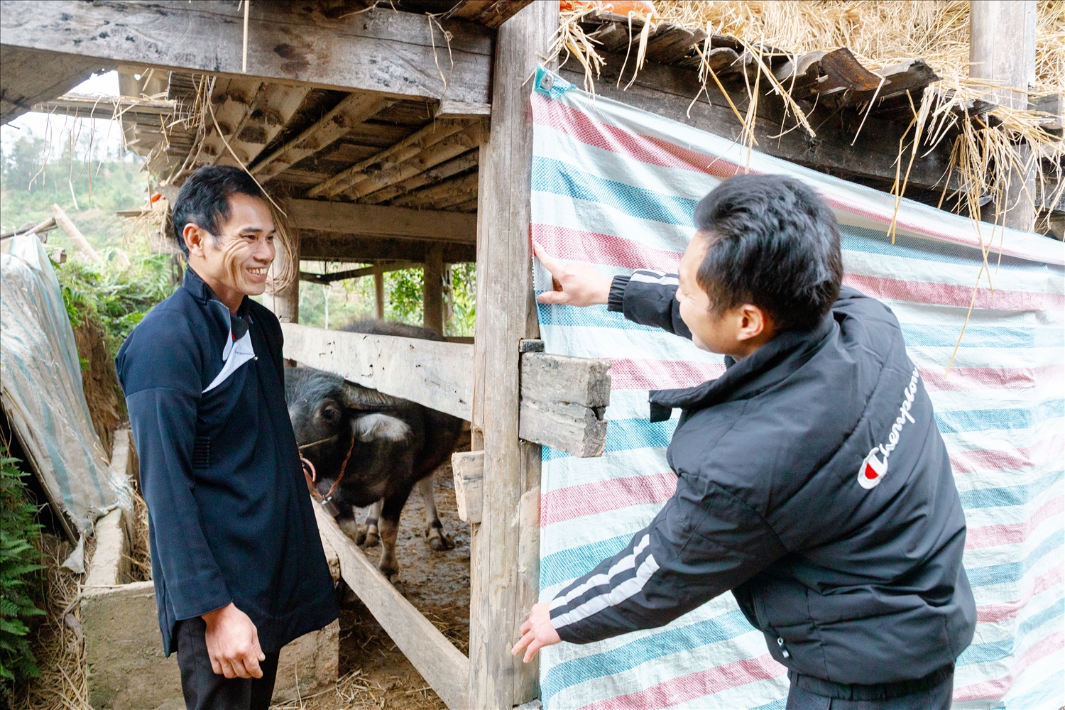 Trưởng thôn Hoàng Văn Lành hướng dẫn anh Hoàng Văn Bình cách phòng tránh rét cho đàn trâu