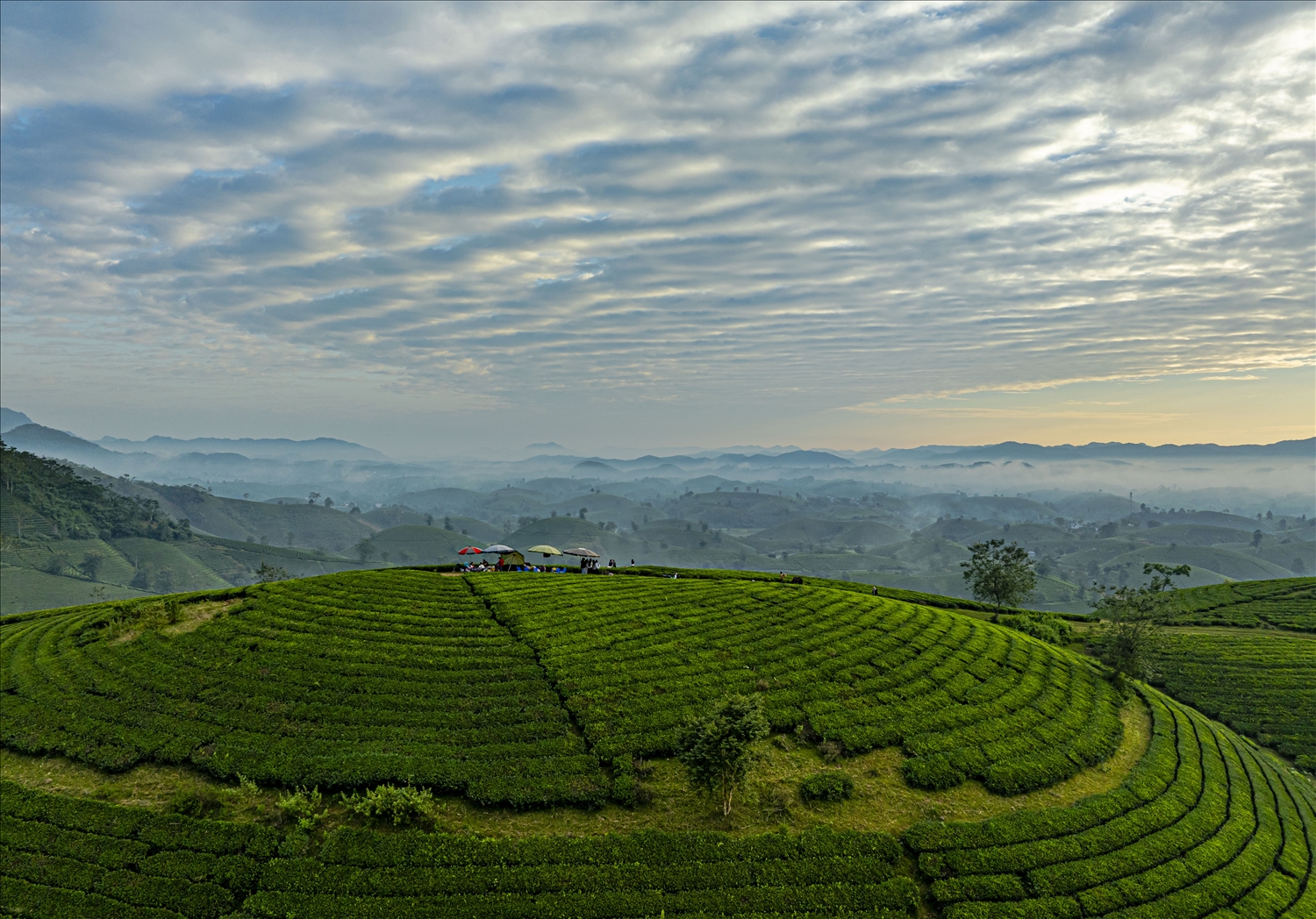 Đồi chè Long Cốc ở xã Long Cốc, tỉnh Phú Thọ, là một trong những điểm đến tuyệt đẹp ở Việt Nam