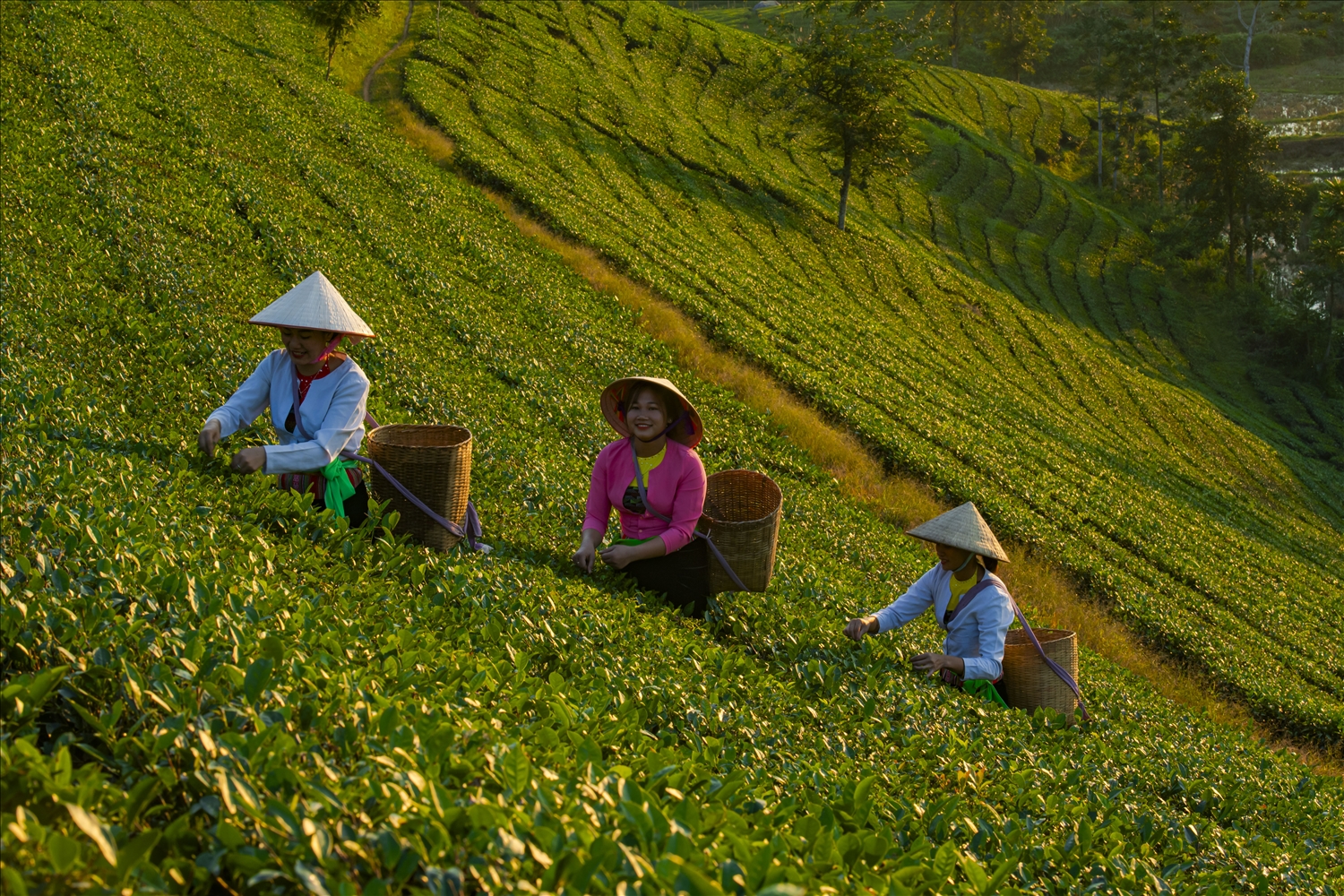 Hình ảnh những cô gái dân tộc Mường cần mẫn hái chè trên những sườn đồi, vẻ đẹp lao động hòa cùng với vẻ đẹp của đất trời Long Cốc