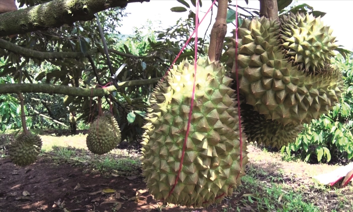 Sầu riêng đã giúp nhiều nông dân DTTS từ hộ nghèo trở thành tỷ phú